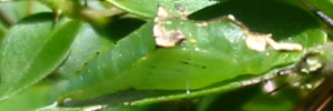 Pupae